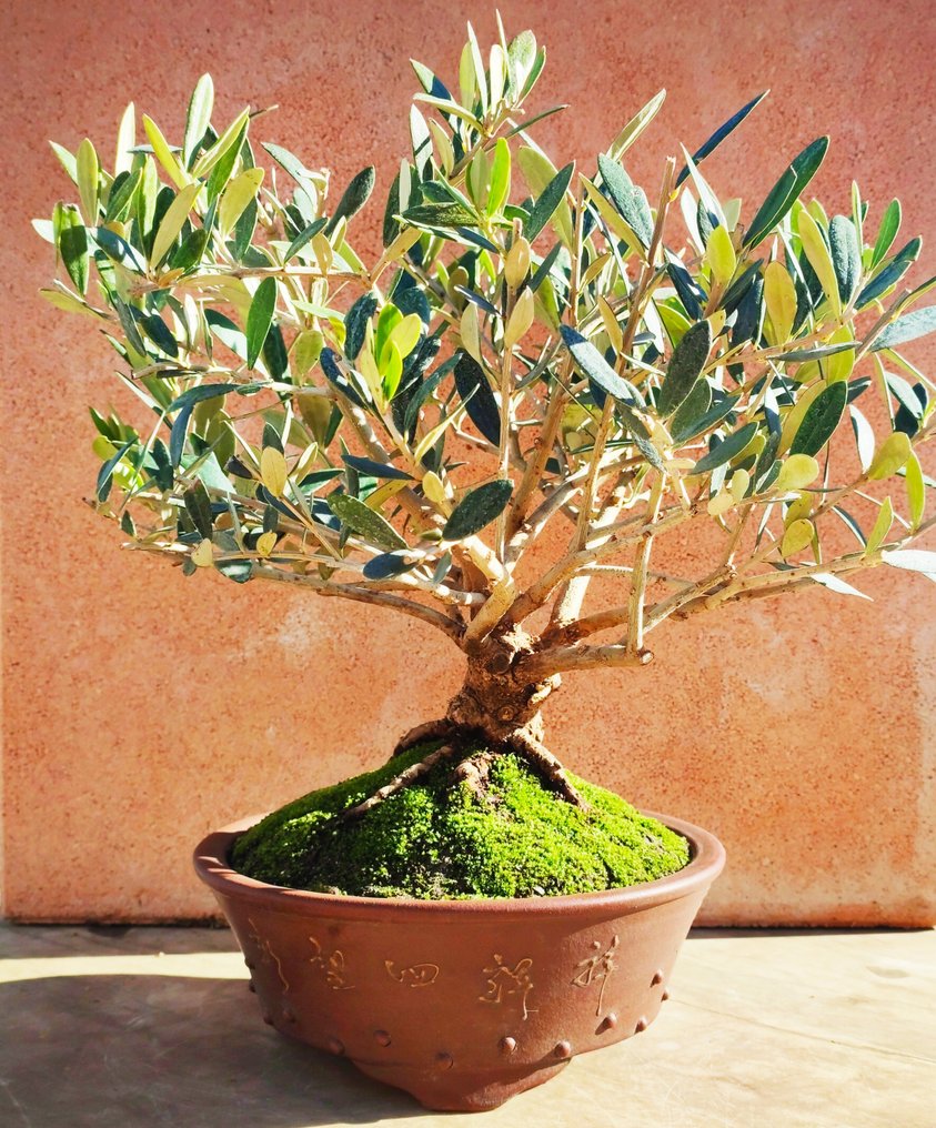 Acheter Bonsaï Olivier 18 ans- Un olivier en miniature 