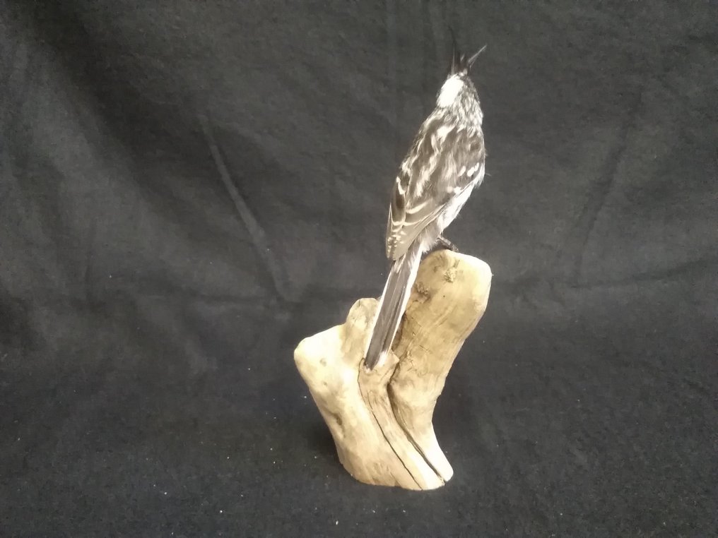 PiedCrested Mejsetyran Taksidermi fuld kropsmontering Anairetes