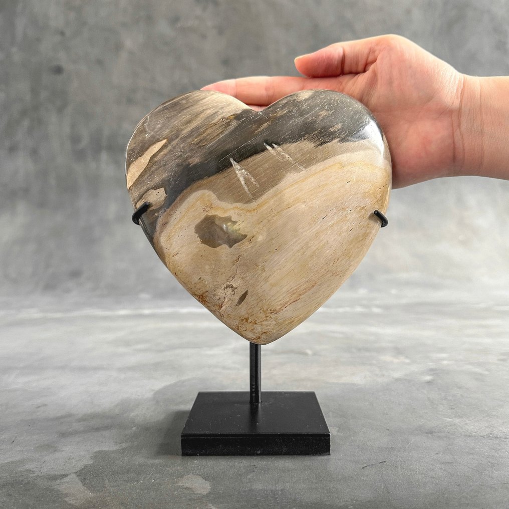 Grande Cuore in legno fossile