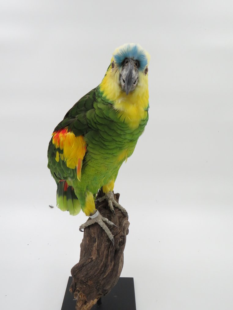 Bluefronted Amazon Taxidermie volledige montage Amazona aestiva