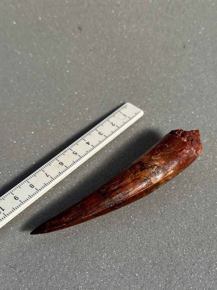 Grosse dent de dinosaure Dent fossile Spinosaurus sp. 9 cm Catawiki