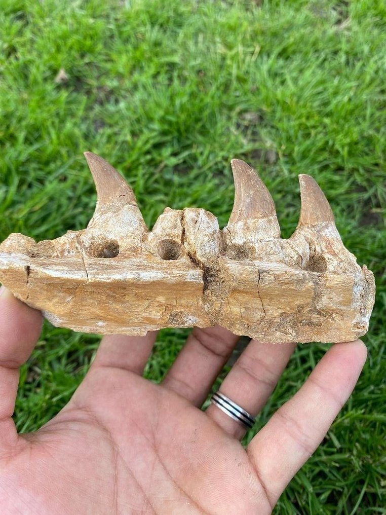 Mosasaur Fossil bone prognatodon giganteous 15 cm 8 cm Catawiki