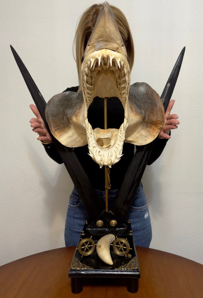 Marine Composition Swordfish Rostrums, Mako Shark Head with Sperm