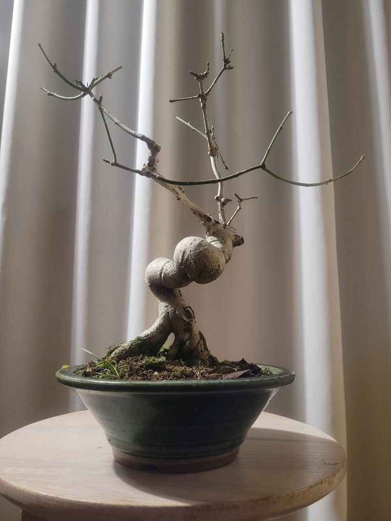 bonsai di euonymus in vaso bonsai - Altezza (albero): 27 cm - Profondità  (albero): 25 cm - Paesi Bassi - Catawiki