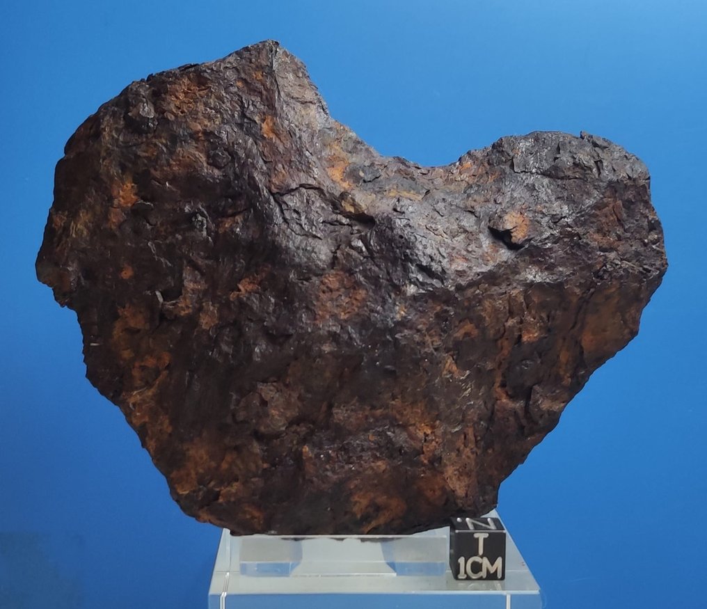 aletai-meteorite-iron-iiie-year-height-141-mm-width-110-mm